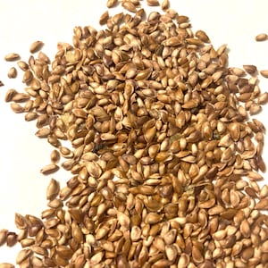 Western Larch Tree Seeds (LARIX OCCIDENTALIS)