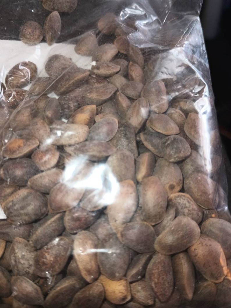 Southwestern White Pine Tree Seeds PINUS STROBIFORMUS Etsy