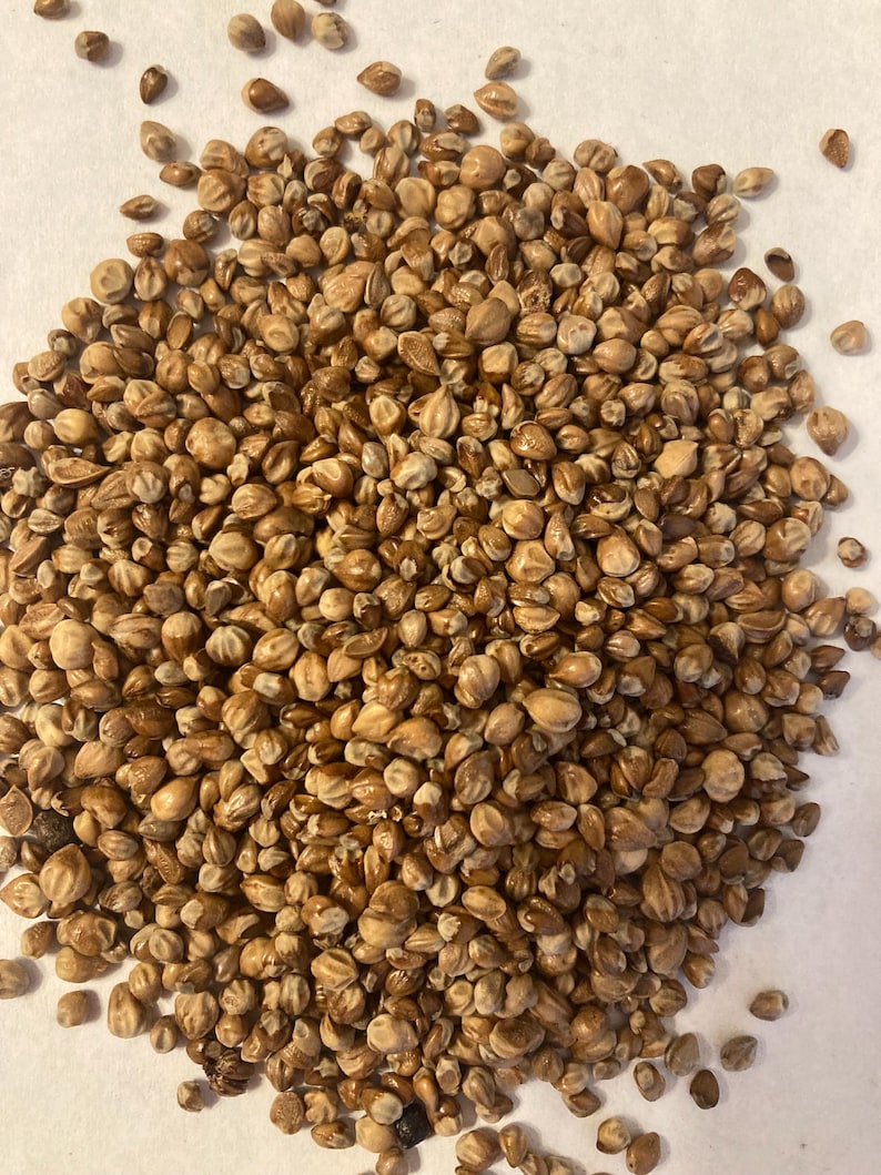 TreeSeedMan Juniper Tree Seeds - Thumbnail 2