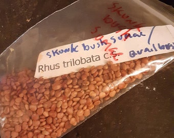 Skunk Bush Sumac Tree Seeds (RHUS TRILOBATA)