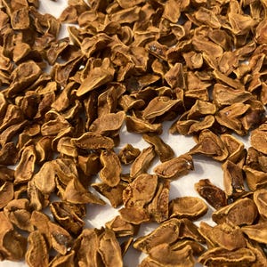 Bald Cypress Tree Seeds (TAXODIUM DISTICHUM) (Southern Sourced)