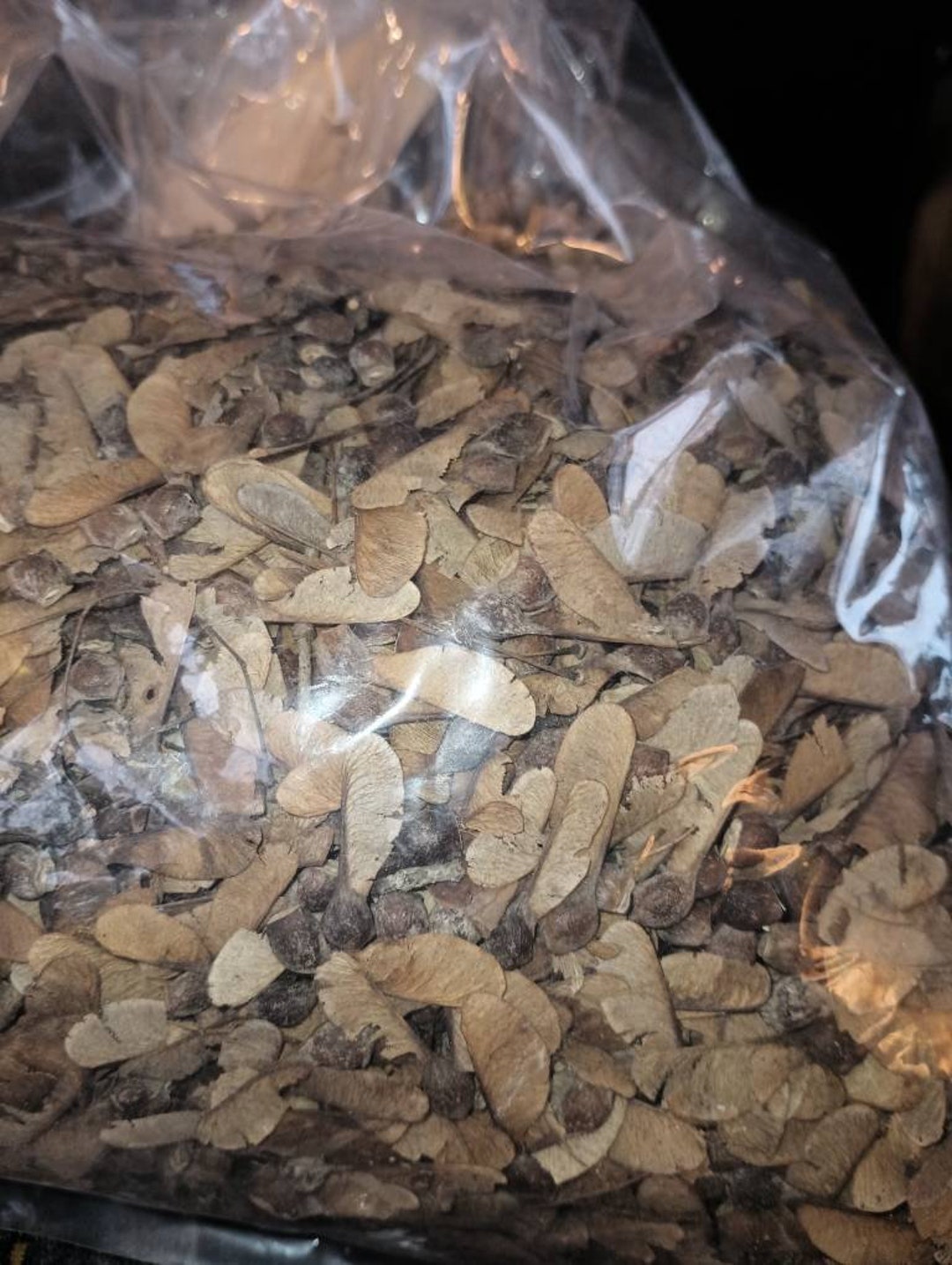 Sugar Maple Tree Seeds acer Saccharum Northern Wings Zone 6 Etsy