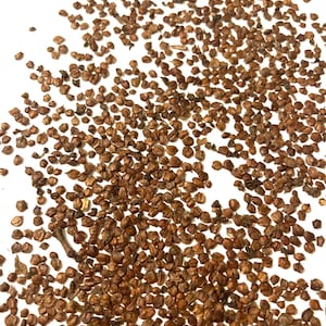 European Alder Tree Seeds (ALNUS GLUTINOSA) (European Black Alder)(Black Alder)