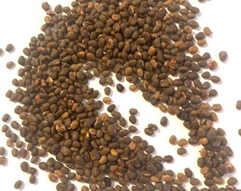 Tanner's Sumac Tree Seeds (RHUS CORIARIA)(Sicilian Sumac)(Elm-Leaved Sumac)