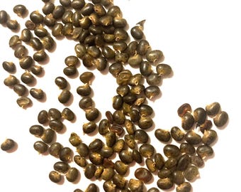 Bristly Locust Tree Seeds (ROBINIA HISPIDA)(Moss Locust)(Rose Acacia)