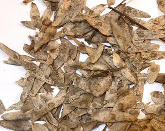 Tree of Heaven Tree Seeds (AILANTHUS ALTISSIMA) (winged seed)