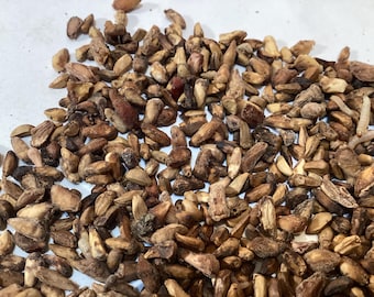 Pomegranate Tree Seeds (PUNICA GRANATUM) (Pomegranite)