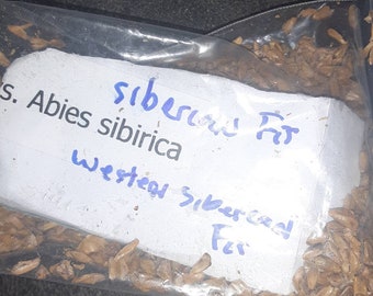 Western Siberian Fir Tree Seeds