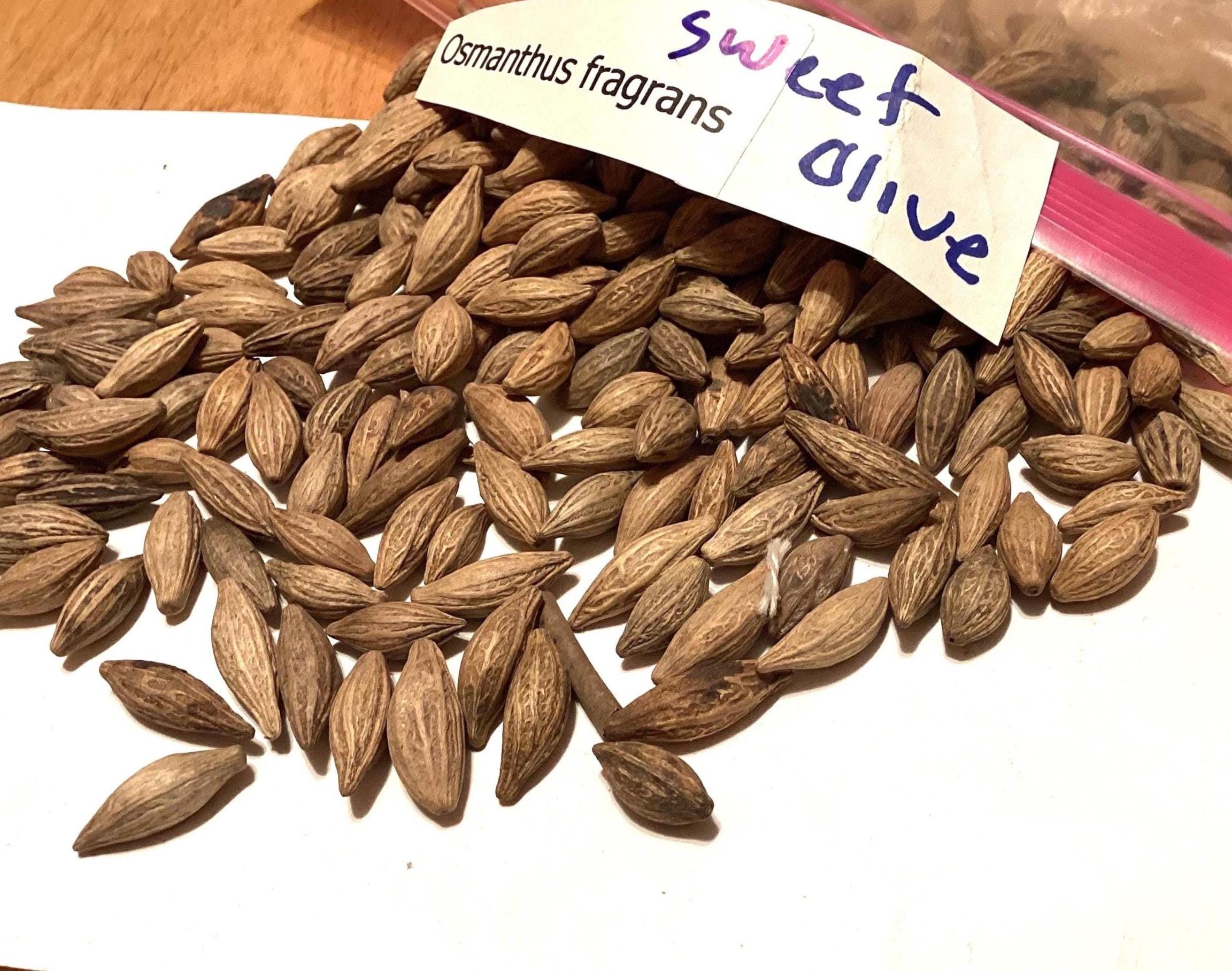 native wildflower seeds Bulk North American Native Wildflower Seed Mix 1/4 Pound
