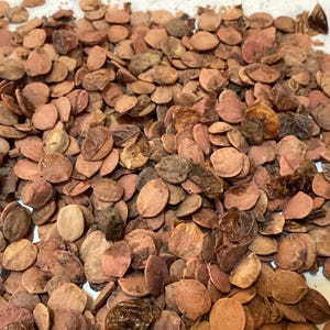 Guelder Tree Seeds (VIBURNUM OPULUS) (Guelder Rose, Pinchsion, European Cranberrybush, European Highbush Cranberry)