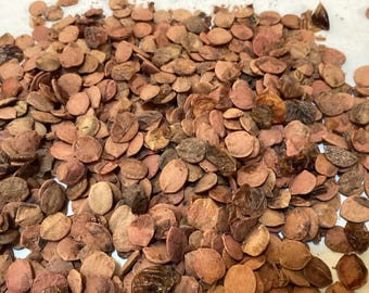Guelder Tree Seeds (VIBURNUM OPULUS)