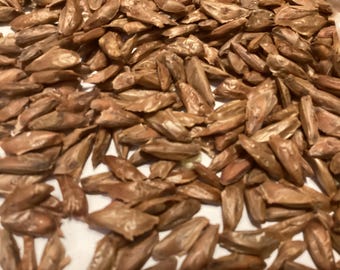 Blue Noble Fir Tree Seeds (Abies Procera Glauca)
