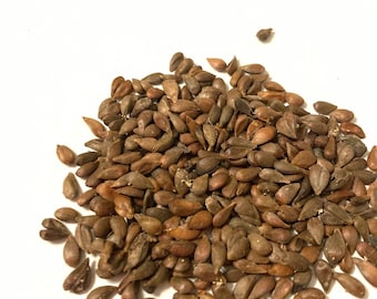 May include: A collection of small, teardrop-shaped seeds with a smooth, matte texture. The seeds exhibit a range of earthy tones, including shades of dark brown, tan, and muted reddish-brown, scattered in a loose, irregular pile on a white surface.