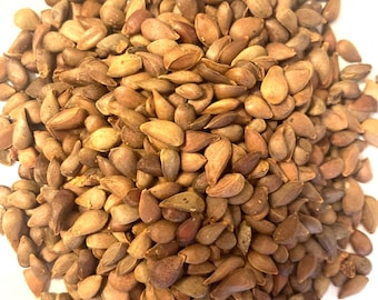 May include: A large pile of small, teardrop-shaped apple seeds. Each seed has a smooth, hard, dark brown outer shell with a slightly pointed tip. The seeds are scattered in a dense, irregular cluster, showing variations in color from light tan to deep brown.