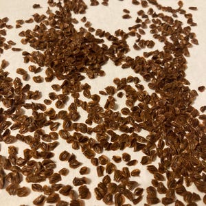 Japanese White Cedar Tree Seeds (CHAMAECYPARIS OBTUSA) (Hinoki Cypress)