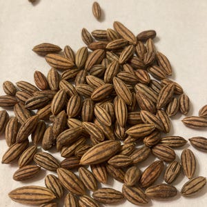 May include: A collection of small, oval-shaped seeds with a light brown base color and distinct dark brown vertical stripes. The seeds are scattered across the frame, each featuring a pointed tip and a smooth, elongated, grain-like appearance.