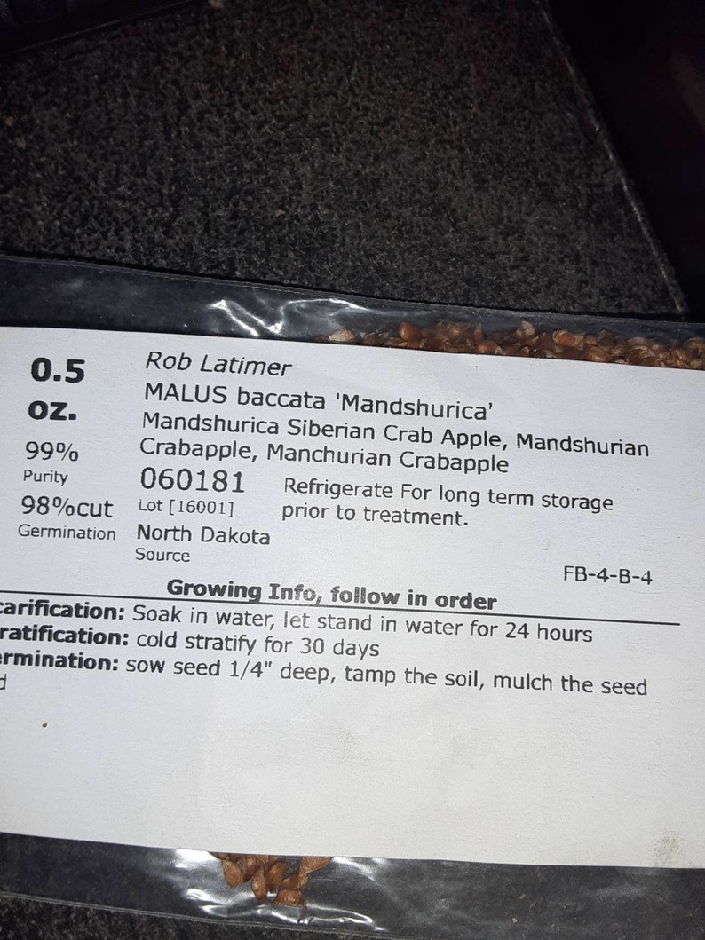 Mandshurica Siberian Crab Apple Tree Seeds Etsy