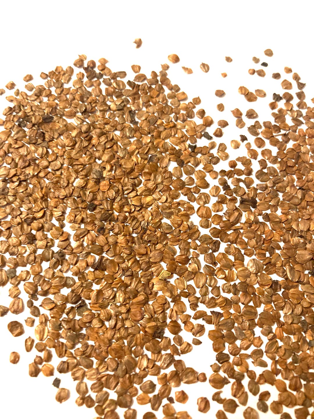West Himalayan Alder Tree Seeds (ALNUS NITIDA) - Etsy