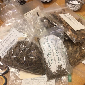 4 Types of JAPANESE MAPLE TREE Seeds (per order randomly chosen)