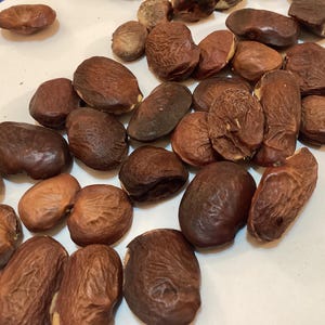 Indian Beech Tree Seeds (PONGAMIA PINNATA)