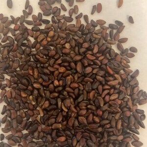 May include: A large pile of small, dark brown seeds. The seeds are oval-shaped and have a slightly rough texture.