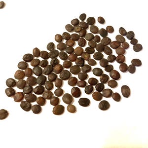Giant Redbud Tree Seeds (CERCIS GIGANTEA)