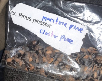 Maritime Pine Tree Seeds (cluster pine)