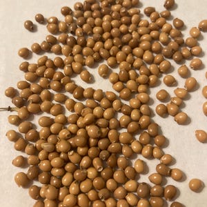 May include: A close-up shot of a pile of small, light brown seeds scattered on a white surface. The seeds are oval-shaped and have a smooth texture. The lighting is bright, highlighting the details of the seeds.