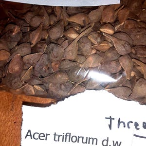 Three Flowered Maple Tree Seeds (Acer Triflorum)