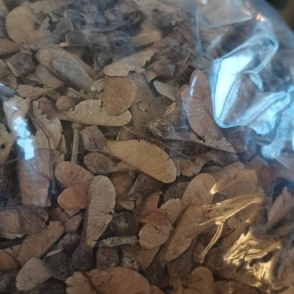 Canada Maple Tree Seeds (Acer Sacharum Northern Zone 6) (Sugar Maple)