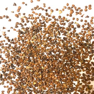 Hazel Alder Tree Seeds (ALNUS INCANA) (Speckled Alder)(Smooth Alder)(Thinleaf Alder)(Gray Alder)