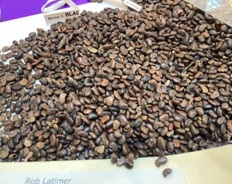 Black Locust Tree Seeds (ROBINIA PSEUDOACACIA) (False Acacia)