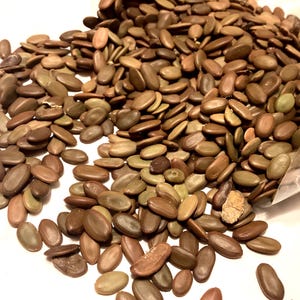 Silk Tree Seeds (Albizia Julibrissin) (Silktree)