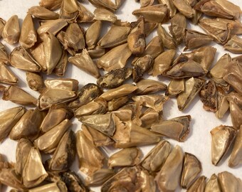 Concolor Fir Tree Seeds (ABIES CONCOLOR) (White Fir)