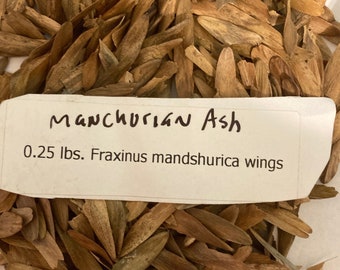 Manchurian Ash Tree Seeds  (Fraxinus mandshurica wings)