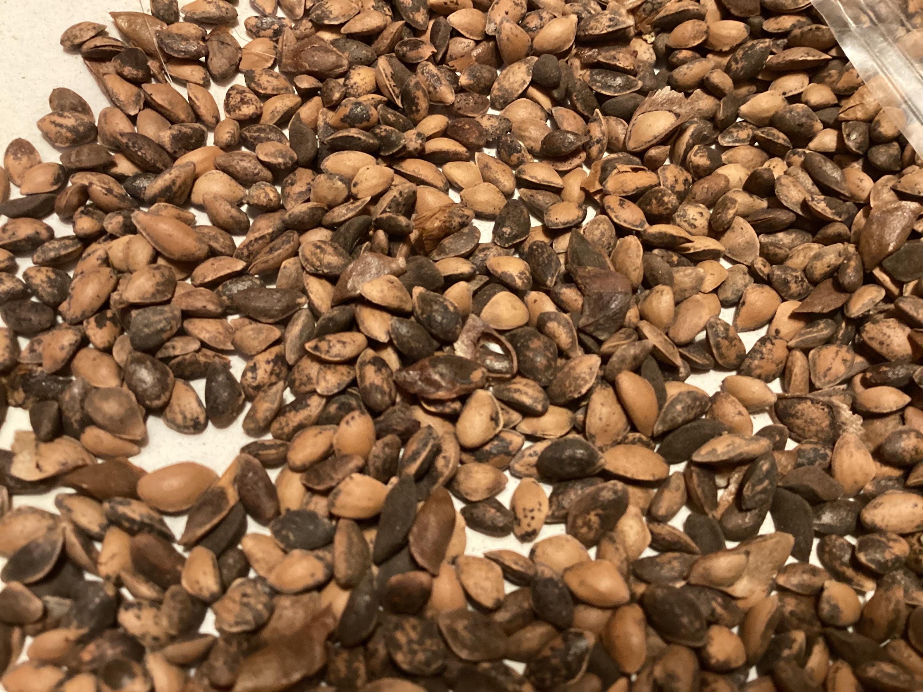 Himalayan Spruce Tree Seeds (PICEA SMITHIANA)