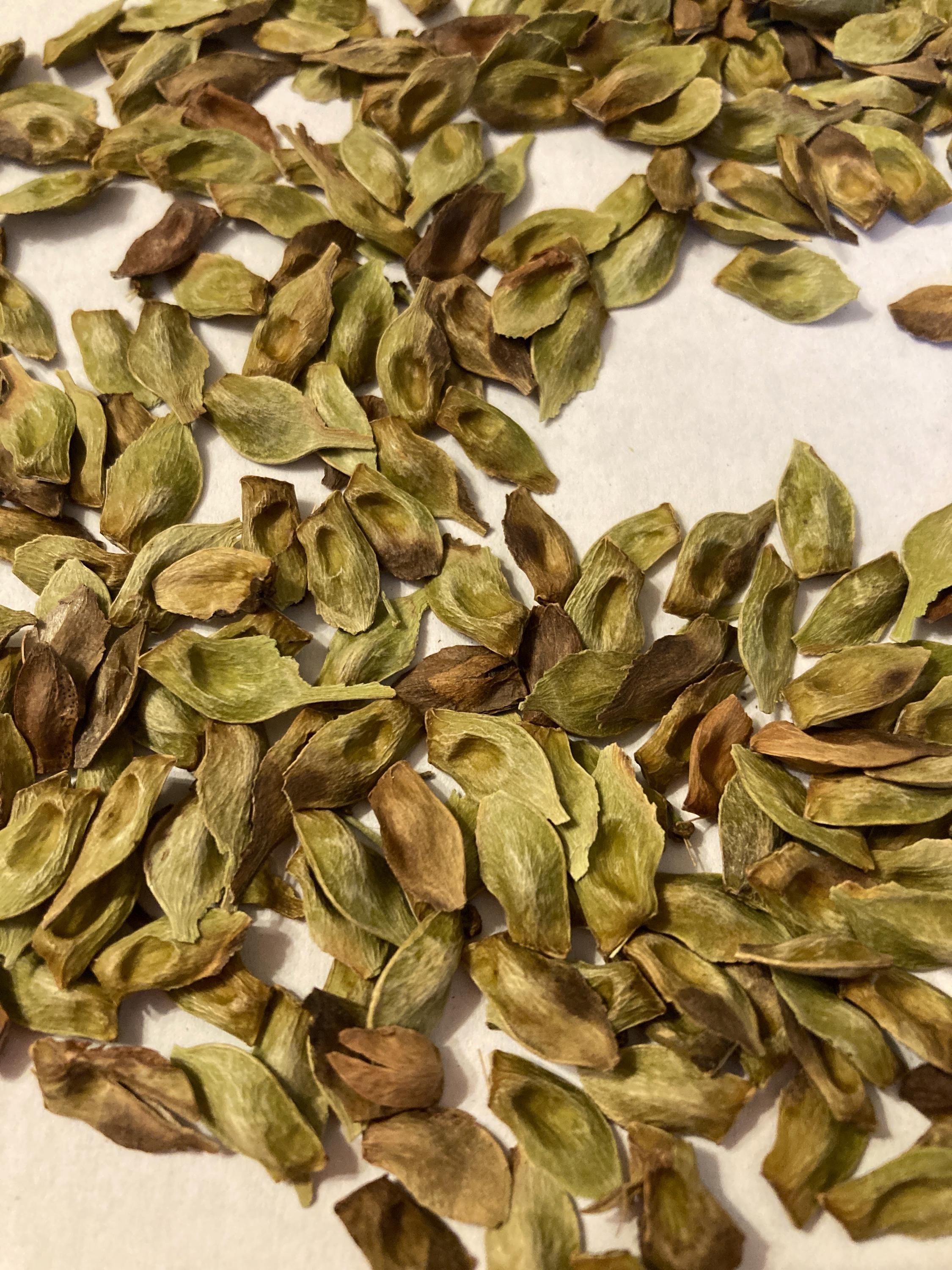 Striped Maple Tree Seeds (acer Pensylvanicum) - Etsy