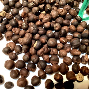 Silk Cotton Tree Seeds (CEIBA PENTANDRA) (Kapok Tree)(Java Kapok)(Java Cotton)