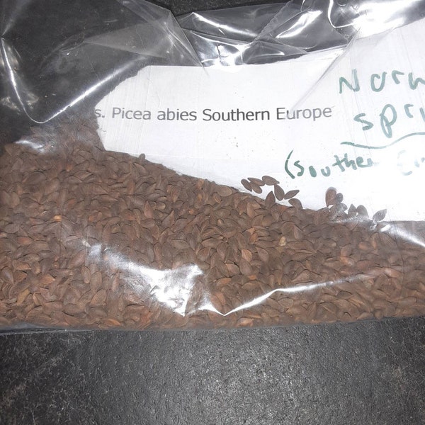 Norway Spruce Tree Seeds (Picea Abies Southern Europe)