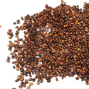 Sea Buckthorn Shrub Seeds (HIPPOPHAE RHAMNOIDES) (Seaberry)