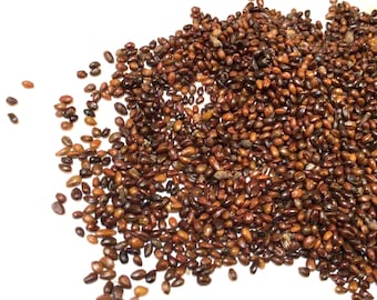 Sea Buckthorn Shrub Seeds (HIPPOPHAE RHAMNOIDES) (Seaberry)