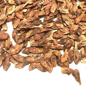 May include: A pile of brown maple seeds, also known as samaras, on a white background.