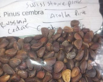 Stone Pine Tree Seeds (Pinus Cembra)