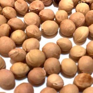 Black Chokecherry Tree Seeds (PRUNUS VIRGINIANA)