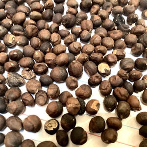 May include: A close-up shot of numerous brown seeds scattered across a white surface. The seeds vary in size and shape, with a mix of dark and lighter brown tones. Some seeds have visible textures and markings.