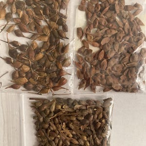 3 types of MAPLE TREE SEEDS  (per order randomly chosen)