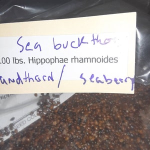 Seaberry Shrub Seeds HIPPOPHAE RHAMNOIDES image 2