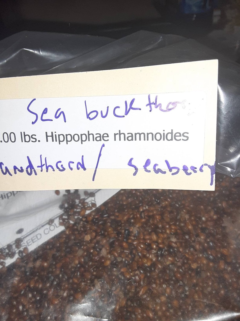 Seaberry Shrub Seeds HIPPOPHAE RHAMNOIDES image 2