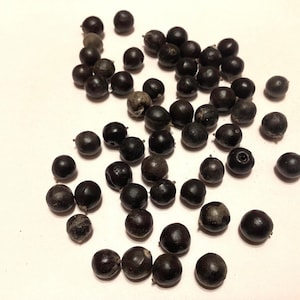 May include: A collection of approximately 30 dark brown, round seeds scattered on a white surface.