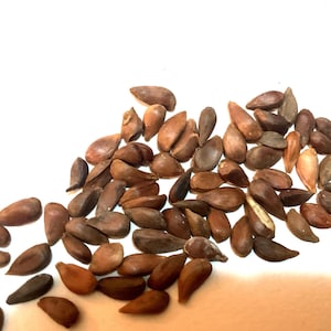 Himalayan Crab Apple Tree Seeds (Malus Baccata Var. Himalaica)